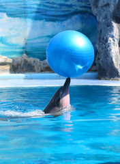 Dolphin swimming in a dolphinarium pool with the big blue ball