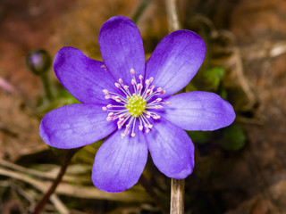Hepatica nobilis liverleaf or liverwort flower macro with soft edges, selective focus, shallow DOF