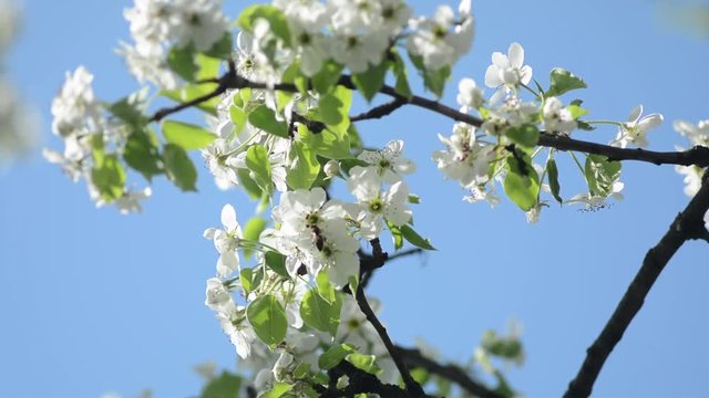 blooming spring pear tree