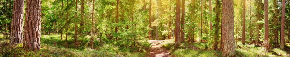 pine and fir forest panorama in spring. Pathway in the park