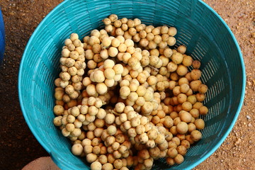 Wollongong crops in Thailand.