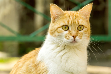Ginger Cat on the Street