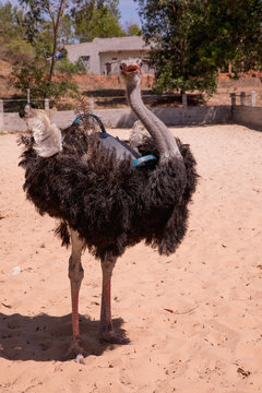 The Ostrich or Common Ostrich (Struthio camelus)