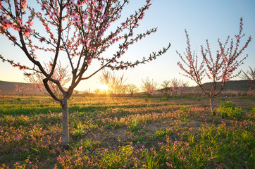 Fototapeta na wymiar Orchard blooming spring garden.