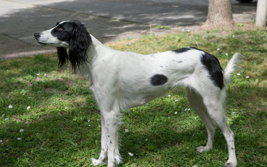 Taigan, (Kyrgyz Sighthound) sitting on the green grass.