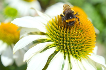 The bee on the flower