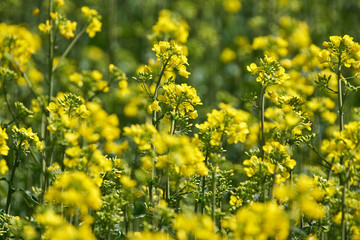 Closeup of a rape field