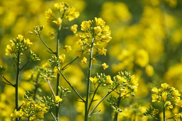 Closeup of a rape field