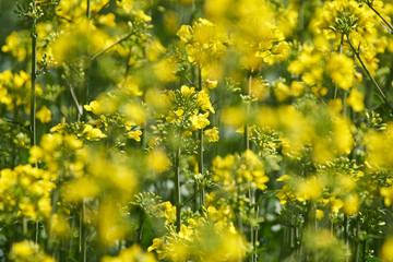 Fototapeta premium Closeup of a rape field