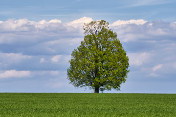 Fototapeta na wymiar Wheat field with a tree