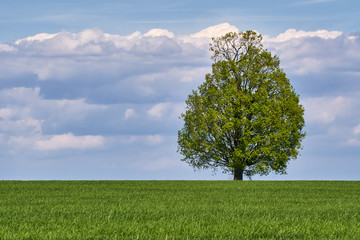 Fototapeta na wymiar Wheat field with a tree