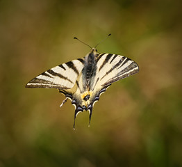 Swallowtail butterfly in flight