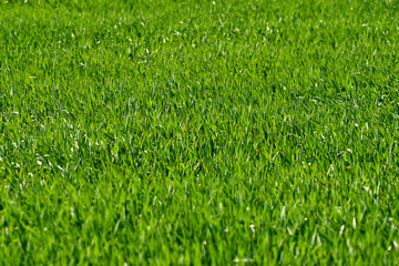 Wheat grass in the countryside