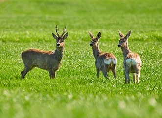 Roe buck and deer family