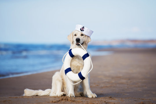 golden retriever dog in a sailor hat holding a life buoy on the beach