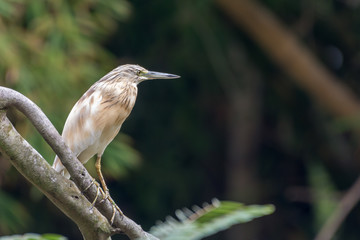 Squacco heron on branch