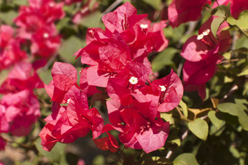 red paper flower