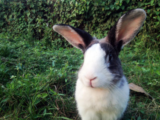 rabbit pose in green grass background