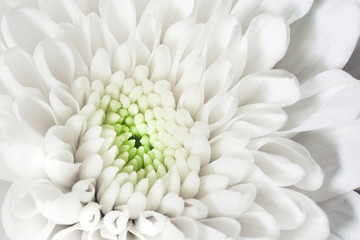 close up white flower as a background.