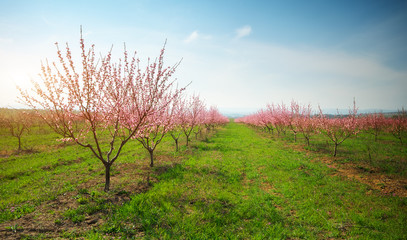 Orchard blooming spring garden.