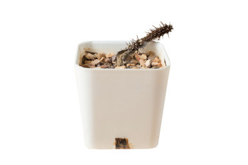 isolated dead cactus in a white pot on a white background