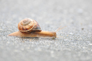 Little snail crawling on roadside after rain. Snail in the natural wetland habitats