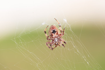 Macro of spider in net