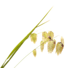  Briza maxima, big quaking grass