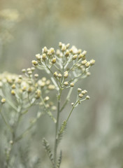 flora of Gran Canaria - Tanacetum ptarmiciflorum