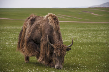 Sarlag (Mongolian yak)