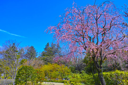 枝垂桜の木