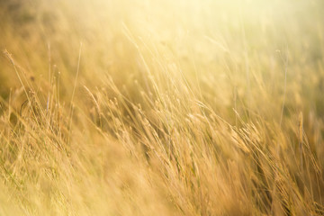 meadow with sunlight in the morning,soft focus and blur