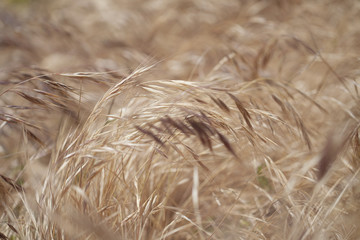 flora of Gran Canaria - Stipa grass