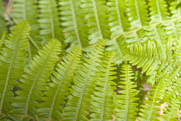 flora of Gran Canaria - Pteridium fern
