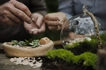 Botanical Environment Greenery Pottery Nature