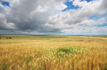 Obraz premium Meadow of wheat and poppy.