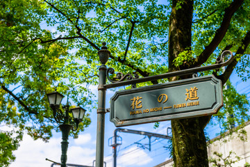 花の道,緑のトンネル