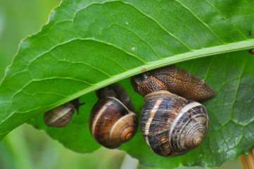 Three snails  on green leaf in garden on rain. Snails in the natural wetland habitats