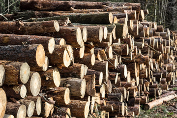 Spruce Timber Logging in the Forest. Folded forest