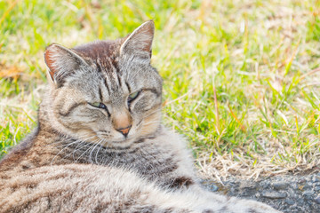 Stray Cat Sunbathing – Relaxing Animal Image in Gentle Light