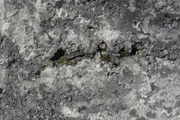 Grungy cracked cement wall with big holes and green moss background