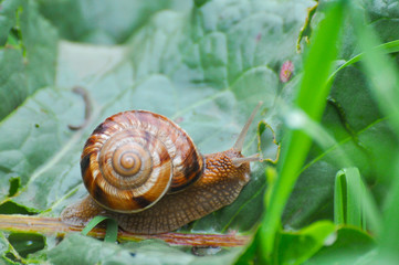 Snail crawling on green leaf in garden on rain. Snail in the natural wetland habitats