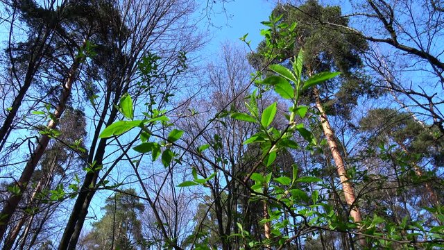 Green fresh leaves in woods