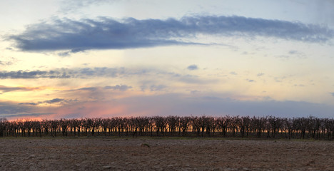 Obraz premium Apple orchard at sunset of the day