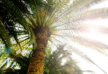 Fototapeta premium The sun shines through the palm tree