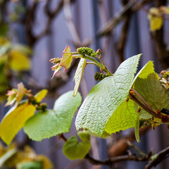 Boston ivy (Parthenocissus tricuspidata) young vine leaves