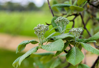 Sorbus aria 'Lutescens', Golden Whitebeam, in bud