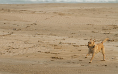 brown dog on beach