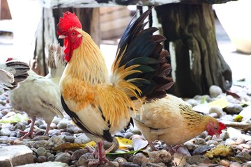 Bantam chicken are looking for food