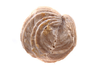 shell fossil isolated